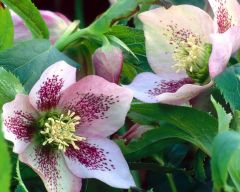 Tapeta Nature Flowers 257.jpg